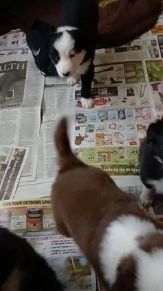 Mixed Breed dogs for sale:  Border Collie Blend - Video 1