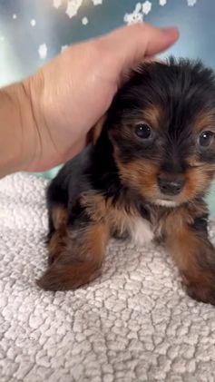 Yorkshire Terrier dogs for sale: Koby - Video 1