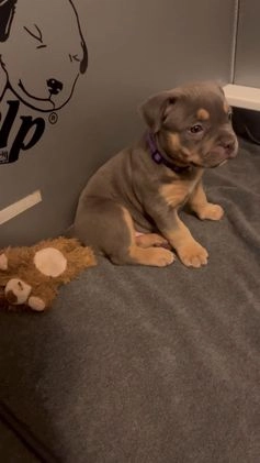 American Bully dogs for sale: Louis - Video 4