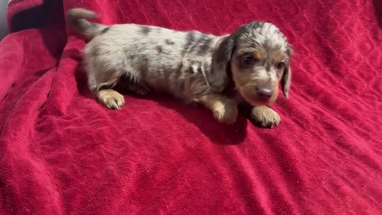 Miniature Dachshund dogs for sale: Miniature Dachshund Puppy 1 - Video 1
