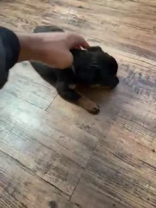 Rottweiler dogs for sale: Rottweiler Puppy 2 - Video 1