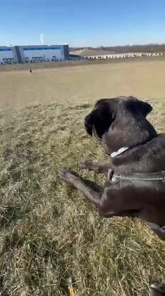 Mixed Breed dogs for sale: Mixed Breed Puppy 1 - Video 3