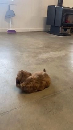 Shih Tzu dogs for sale: Snickers - Video 1