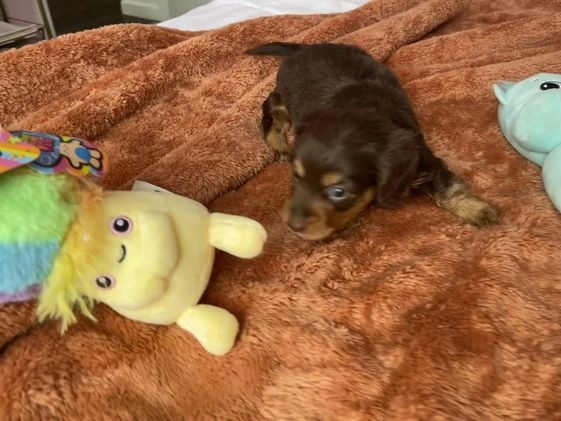 Dachshund dogs for sale: Peaches  - Video 1