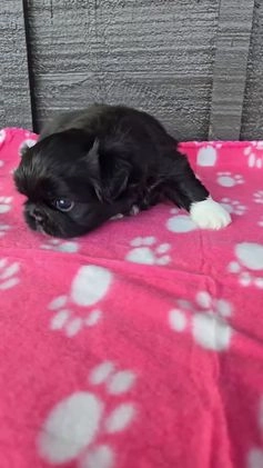 Pekingese dogs for sale: Morticia - Video 1