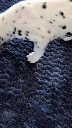 Dalmatian dogs for sale: Sweetie  - Video 1