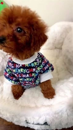 Toy Poodle dogs for sale: Tiny gems  - Video 2