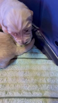 Golden Retriever dogs for sale: Male Pup 1 - Video 1