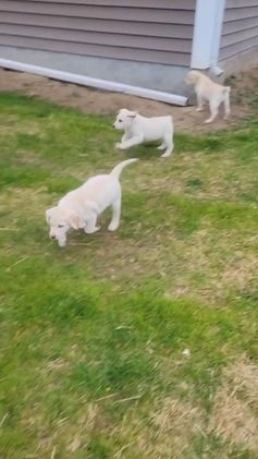Labrador Retriever dogs for sale: Snow white  - Video 3