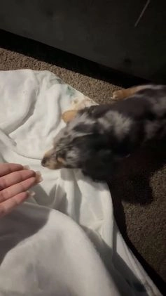 Miniature Dachshund dogs for sale: Oreo - Video 1