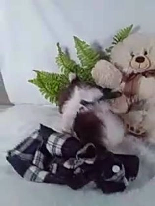 Shih Tzu dogs for sale: Baby - Video 1