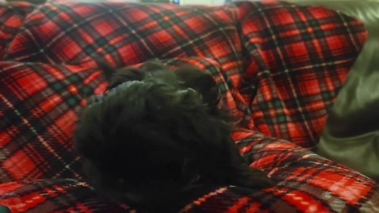 Shih Tzu dogs for sale: MAX, Shih Tzu, Male, 10 weeks, AKC Champion Blood Line - Video 1