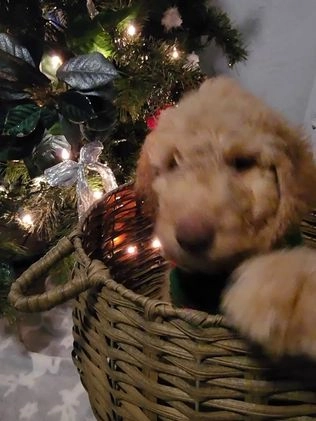 Goldendoodle dogs for sale: Jr. - Video 1
