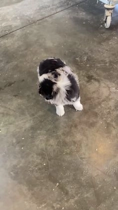 Australian Shepherd dogs for sale: Sterling - Video 1