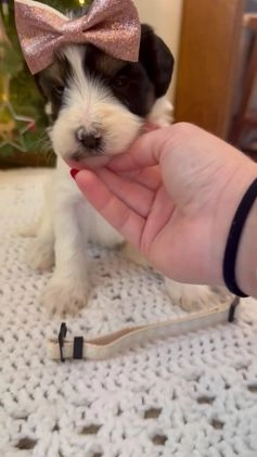 Mixed Breed dogs for sale: Francesca - Video 1