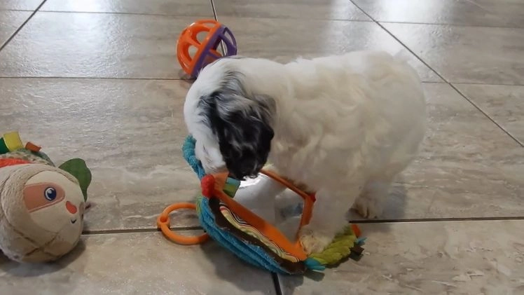 Cockapoo dogs for sale: Izzy - Video 2