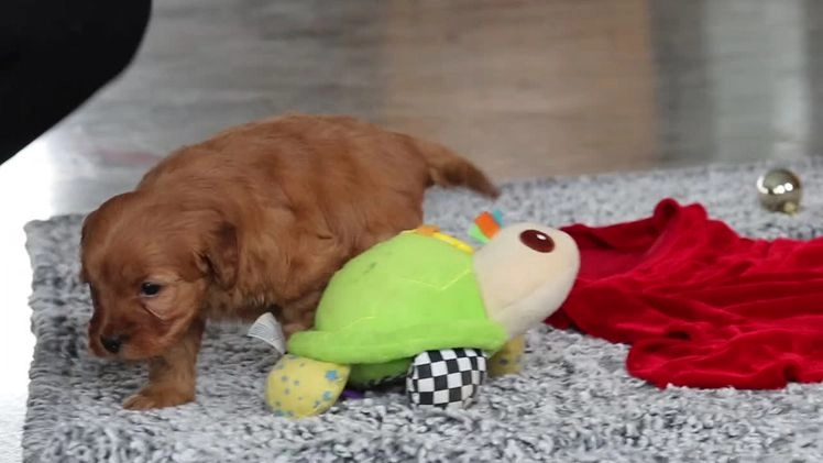 Mini Goldendoodle dogs for sale: Odin  - Video 1