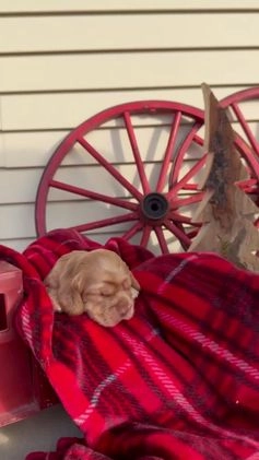 Cocker Spaniel dogs for sale: Arlo - Video 1