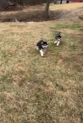 Alaskan Malamute dogs for sale: Thunder - Video 2