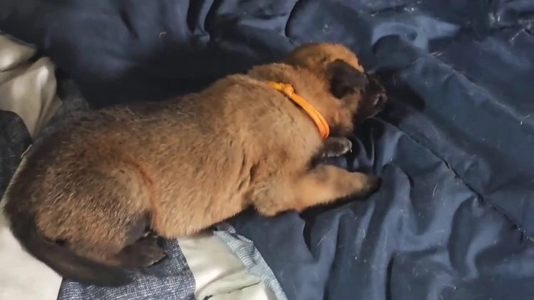 Belgian Malinois dogs for sale: Belgian Malinois Puppy 1 - Video 2