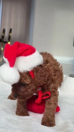 Miniature Poodle dogs for sale: Miniature Poodle Puppy 1 - Video 1