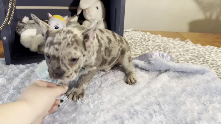 French Bulldog dogs for sale: Calvin - Video 1