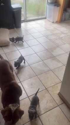 American Bully dogs for sale: American Bully Puppy 3 ( Ash) - Video 2