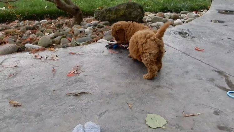 Mini Goldendoodle dogs for sale: Poppy - Video 1