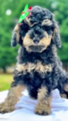 Miniature Poodle dogs for sale: Fiona - Video 1