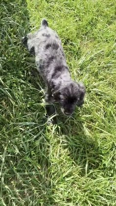 Cocker Spaniel dogs for sale: Freddy - Video 1