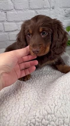 Miniature Dachshund dogs for sale: Manning - Video 1