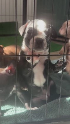 Frenchton dogs for sale: Cruella - Video 1