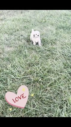 Maltipoo dogs for sale: Nutmeg - Video 1