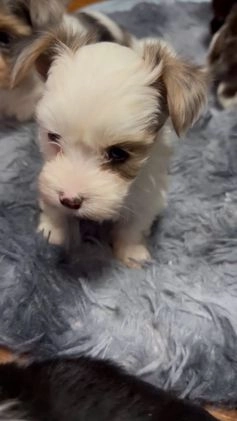 Yorkshire Terrier dogs for sale: Diamond  - Video 1
