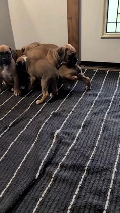 Boxer dogs for sale: Hunter - Video 2