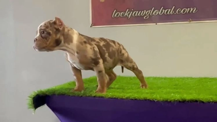 American Bully dogs for sale: Scarlett - Video 1