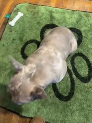 French Bulldog dogs for sale: Arthur - Video 4