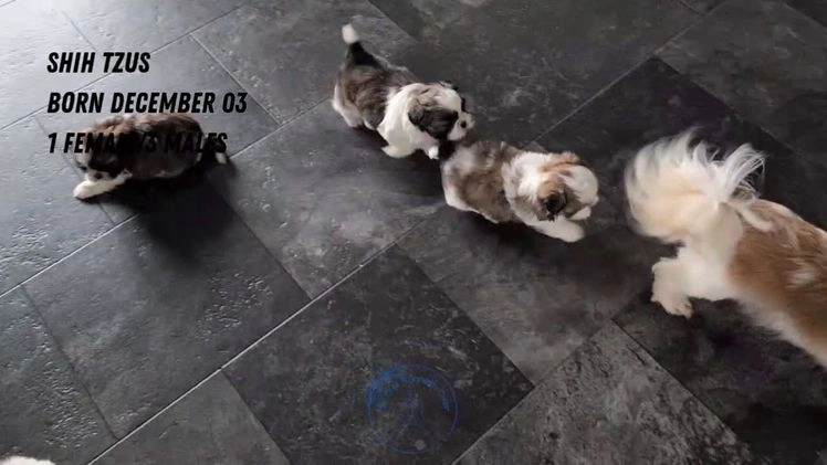 Shih Tzu dogs for sale: Tripp  - Video 2