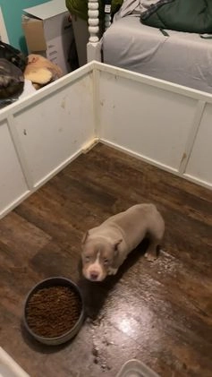 American Bully dogs for sale: American Bully Puppy 1 - Video 1