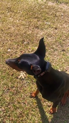 Doberman Pinscher dogs for sale: Seraphina Diamond Luna - Video 1
