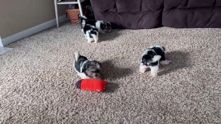 Biewer Terrier dogs for sale: Chai - Video 1