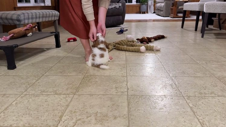 Goldendoodle dogs for sale: Piper - Video 6