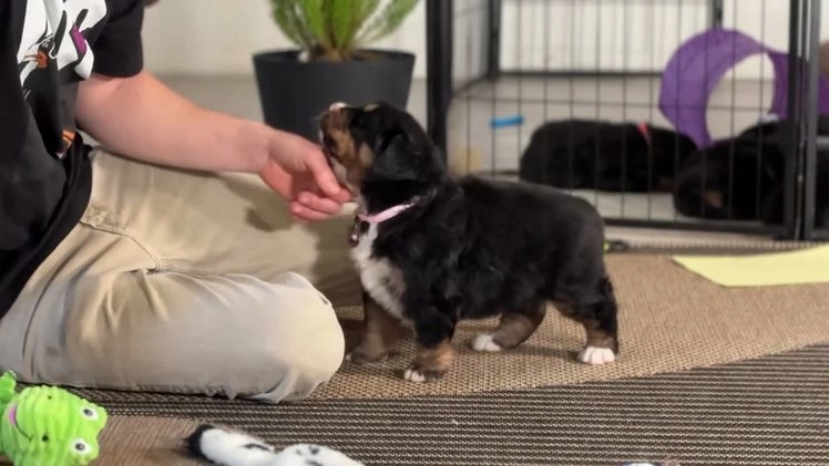 Bernese Mountain Dog dogs for sale: Cambria - Video 1