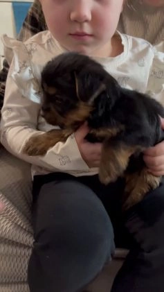 Yorkshire Terrier dogs for sale: Cammy - Video 1