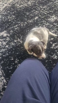 Jackapoo dogs for sale: Christopher - Video 2