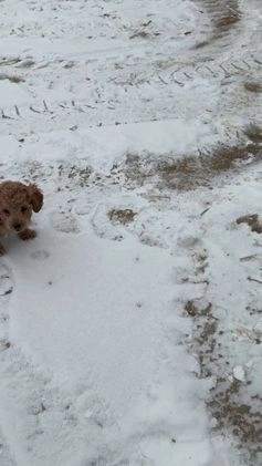 Cavapoo dogs for sale: Willy - Video 1