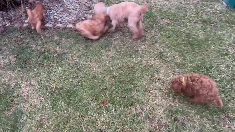 Miniature Poodle dogs for sale: Miniature Poodle Milo - Video 2