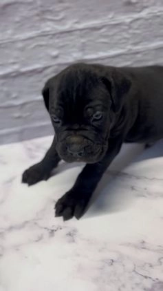 Cane Corso dogs for sale: AKC-Chevy  - Video 3