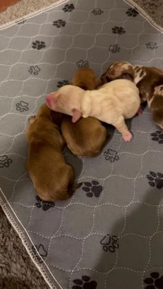 Miniature Dachshund dogs for sale: Butter  - Video 1