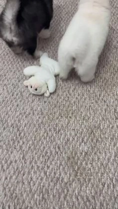 Pomsky dogs for sale: Gina - Video 2